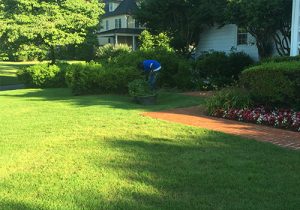 Lawn Care in Little Rock