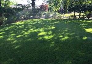 Lawn Service Little Rock